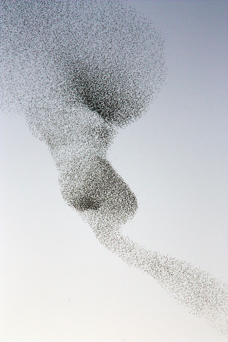 Danze nel cielo